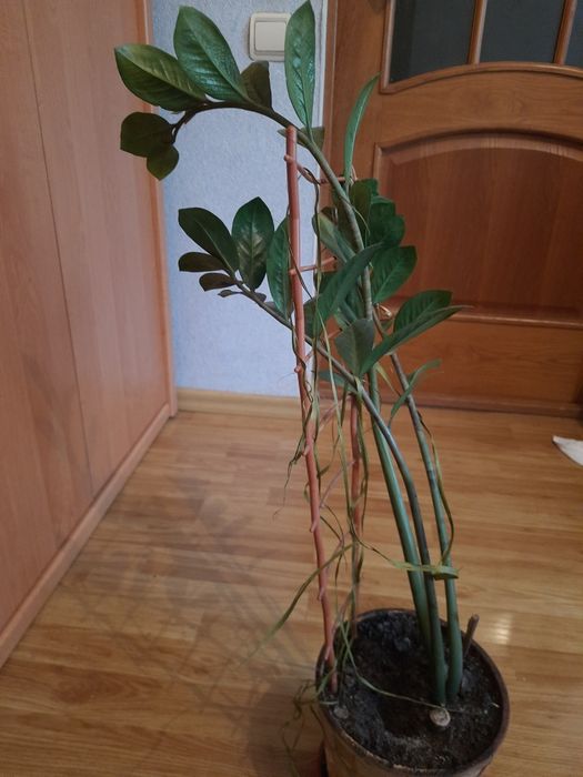 Вазон доларове дерево
