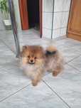 Szpic Pomeranian