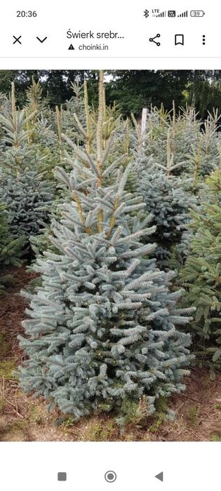 Świerk pospolity i świerk srebrny! Choinki