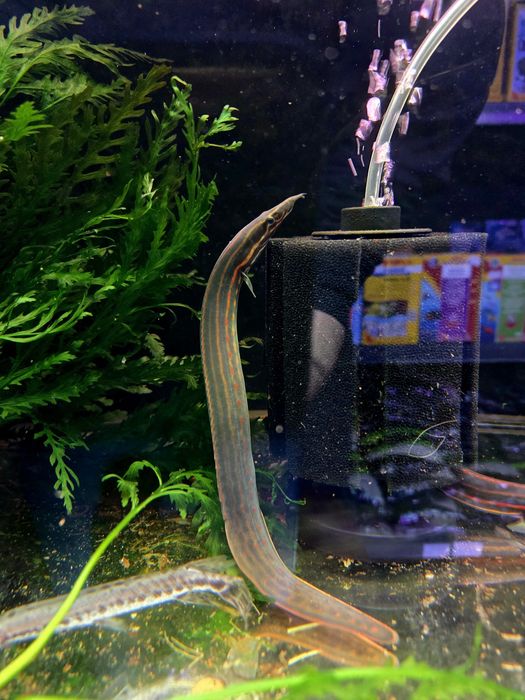 Węgorek ognisty 25-30cm