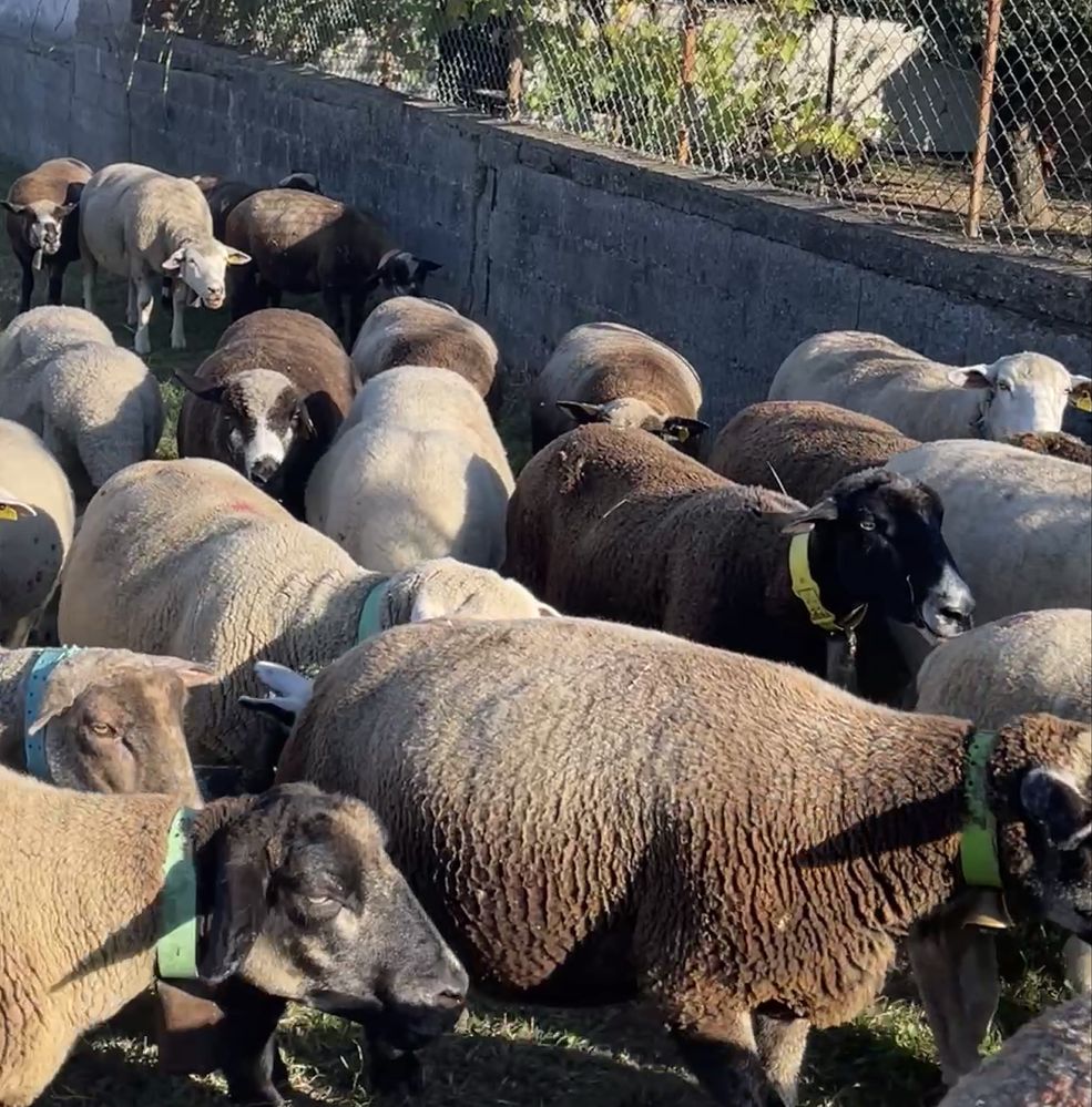 Rebanho de ovelhas de varias raças puras / cruzadas ( LER anuncio )