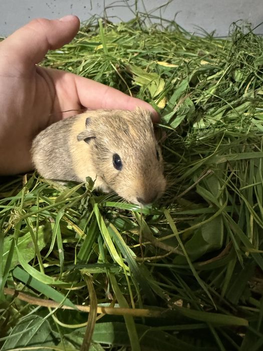 Świnki morskie Kawia