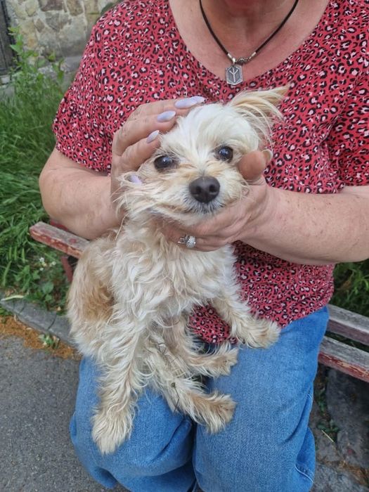 Знайдена собака!