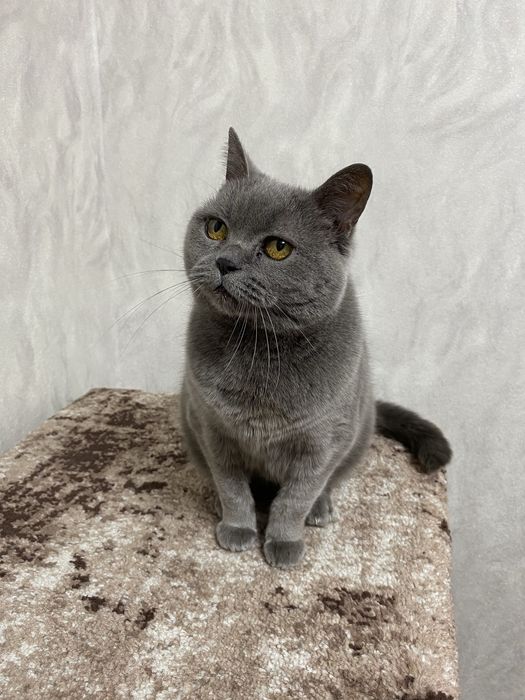 Віддам кицю в добрі руки