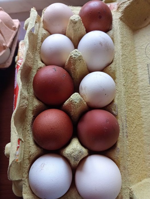 Jaja wiejskie sprzedam