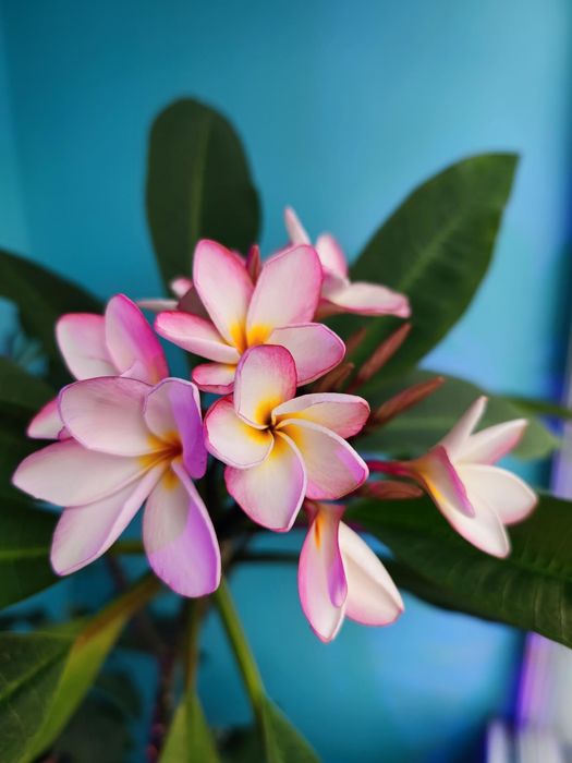 Плюмерія.      .