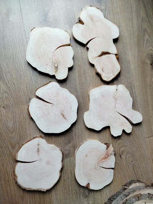 Suche krążki z tuji