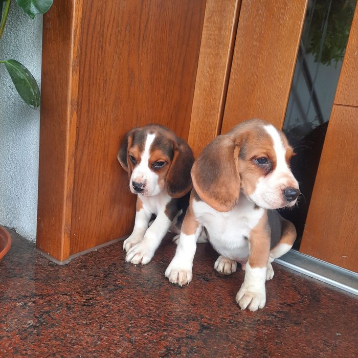 Sprzedam szczeniaka beagle pieska