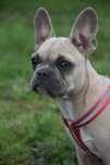 Buldog francuski - suczka lilac +  paszport