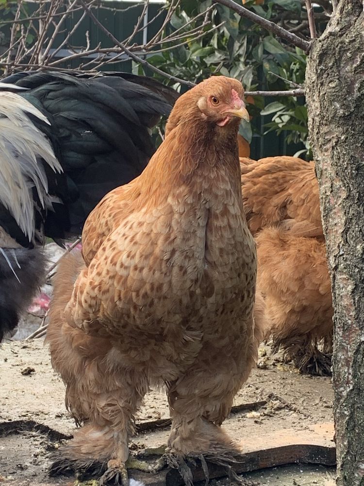 Ovos de Aves Ornamentais de galinhas  Brahmas várias mutações 1,5