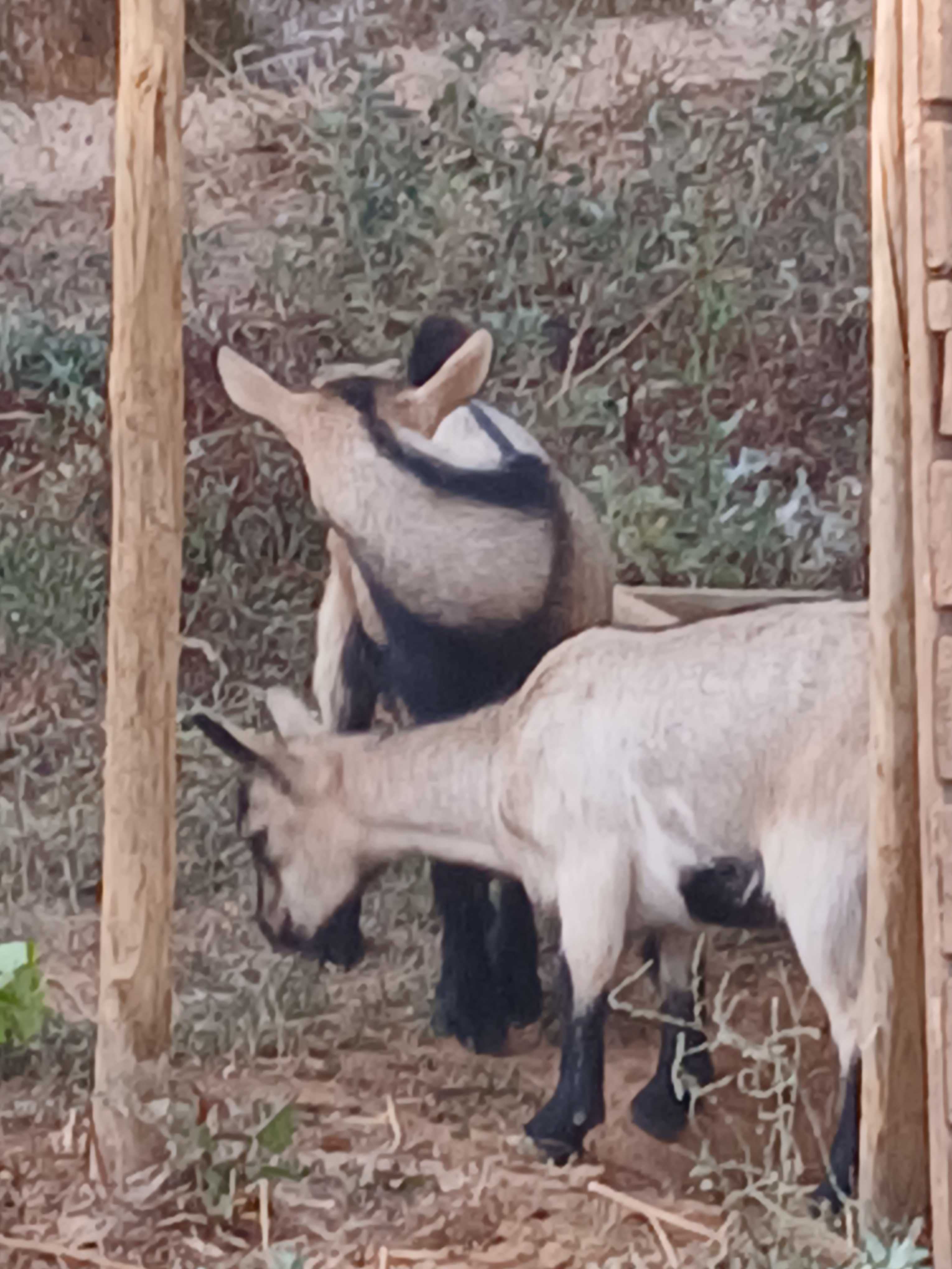 Casal de Cabras anãs com 5 meses