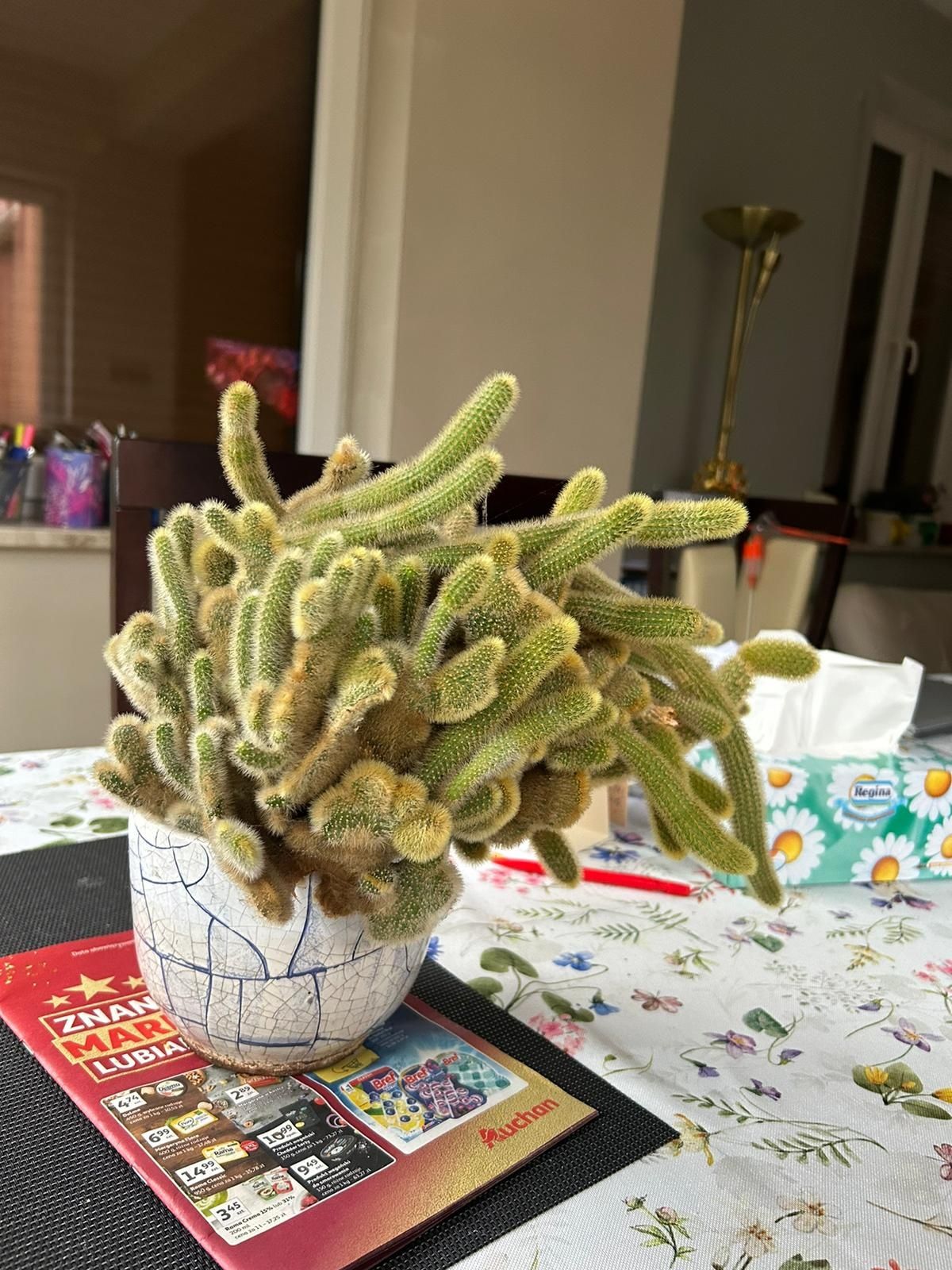 Roślina kaktus dekoracyjny z wysp kanaryjskich