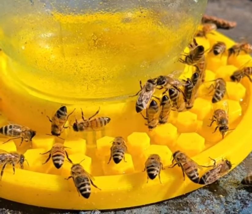 Poidło, poidełko dla pszczół