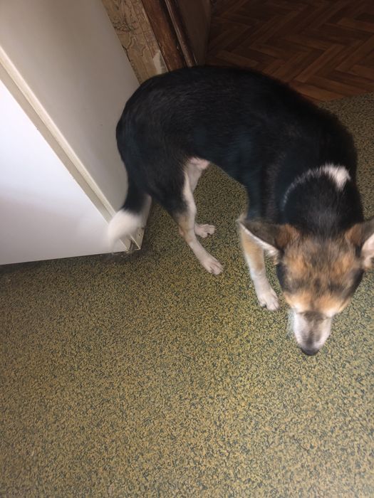 Отдам собаку в добрые руки !