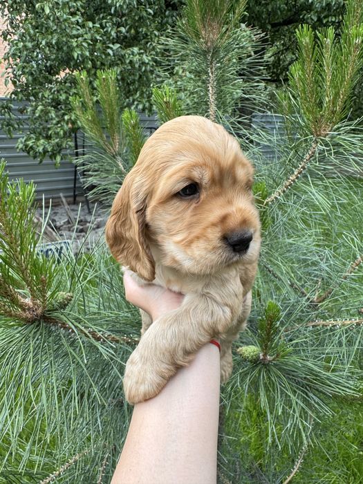 Милі пухнастики з документами