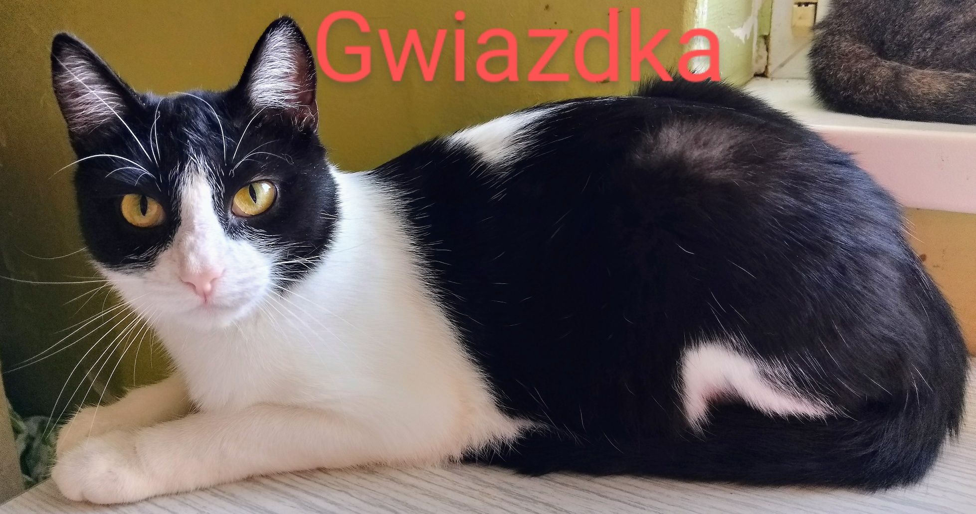 Roczna kotka Gwiazdka do pilnej adopcji