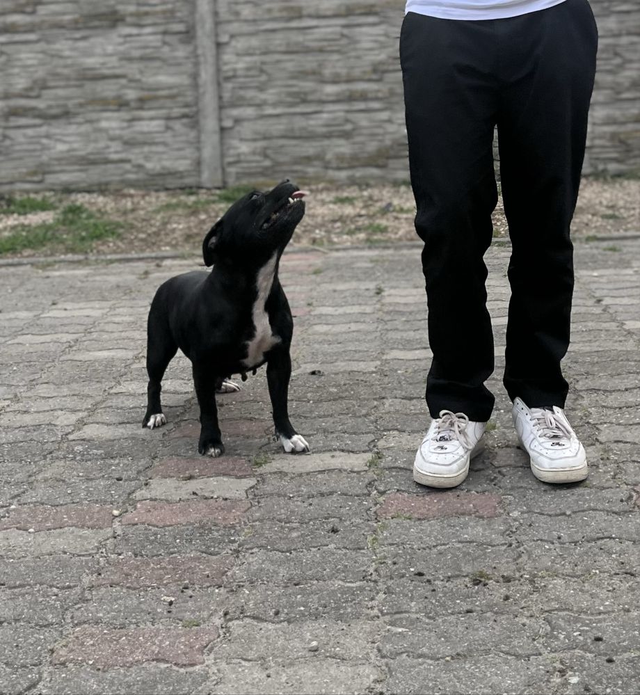 Staffordshire Bull Terrier- Staffik