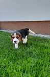 Beagle pięknego pieska