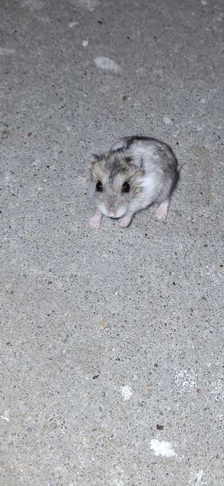 Sprzedam 5 chomików dżungarskich cena do negocjacji