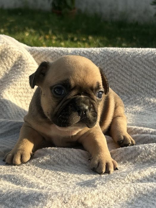 Bulldog frances Menino