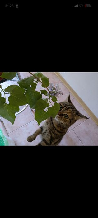 Кошка с документами в добрые,заботливые  руки