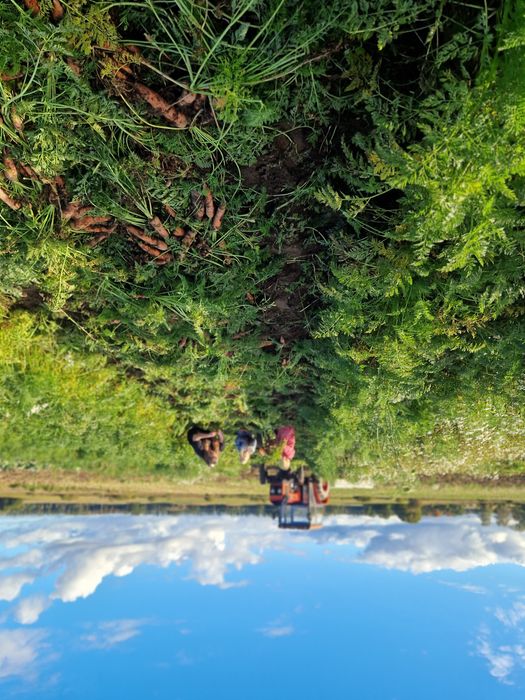 Marchew ekologiczna 10kg