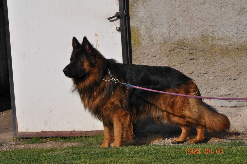 owczarek  niemiecki suczka