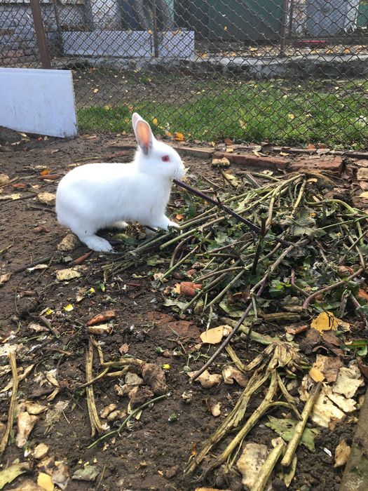 Декоративні кролики