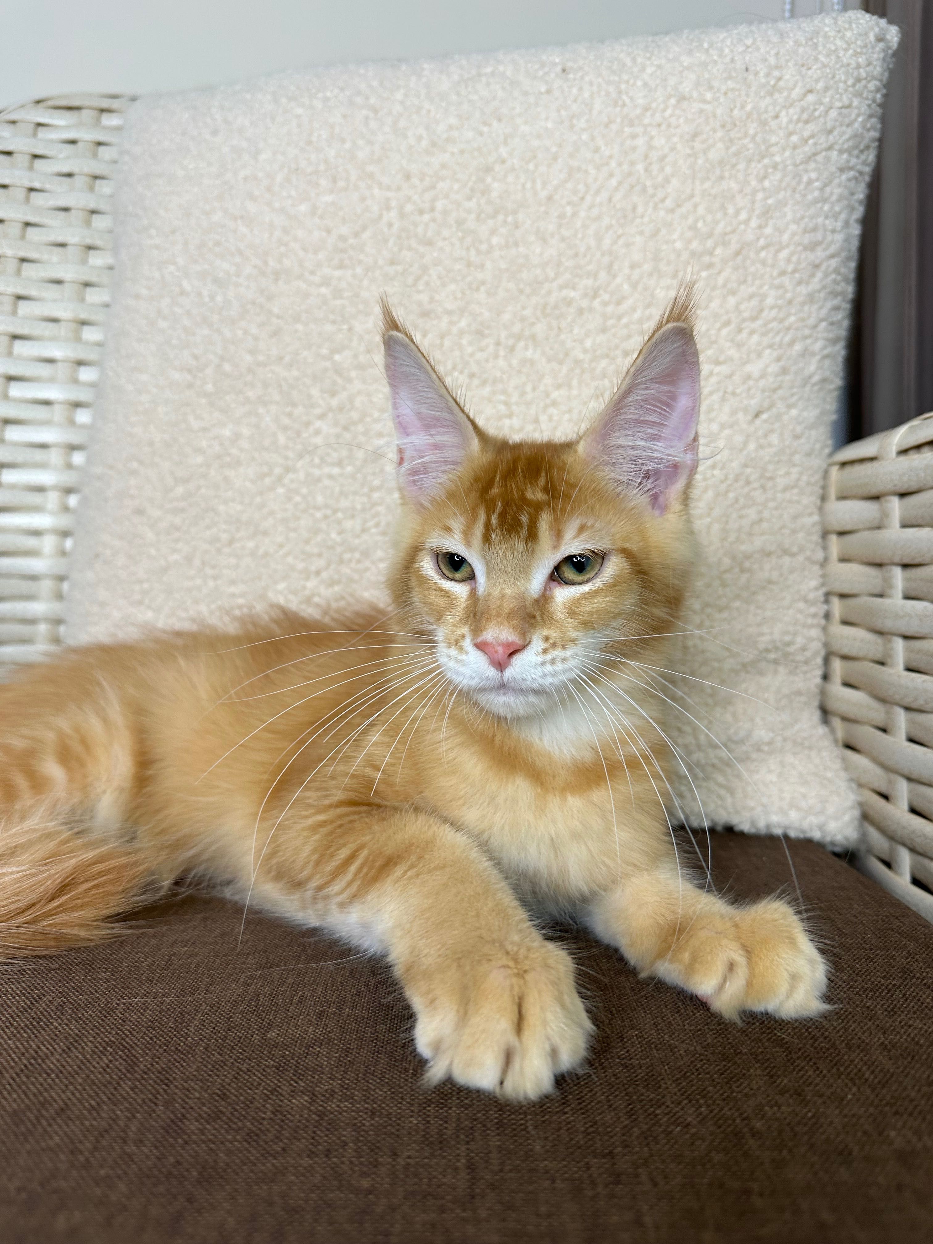 Goodwin-kocurek Maine Coon