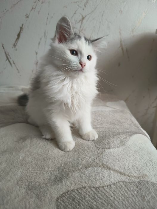 Kot , kociak , kocurek syberyjski