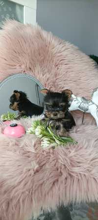 Mini sunia Yorkshire terrier york