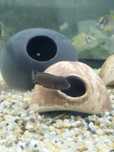 Telmatochromis temporalis shell tanganika