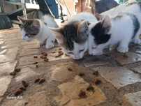 Gatinhos para adopção
