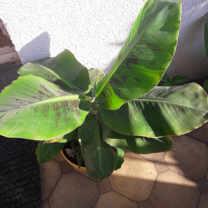 Bananowiec z Ecuadoru - Okazja! Aktualne!