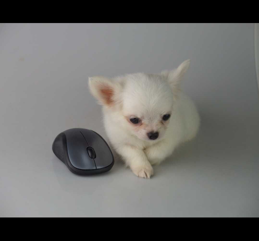 Chihuahua piesek