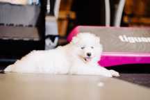 Uśmiechnięty samoyed z hodowli FCI/ZKWP-Twój przyszły przyjaciel