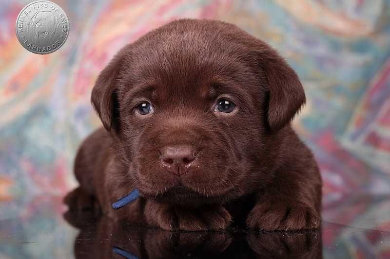 Породные шоколадные малыши. Домашнее выращивание. Питомник.