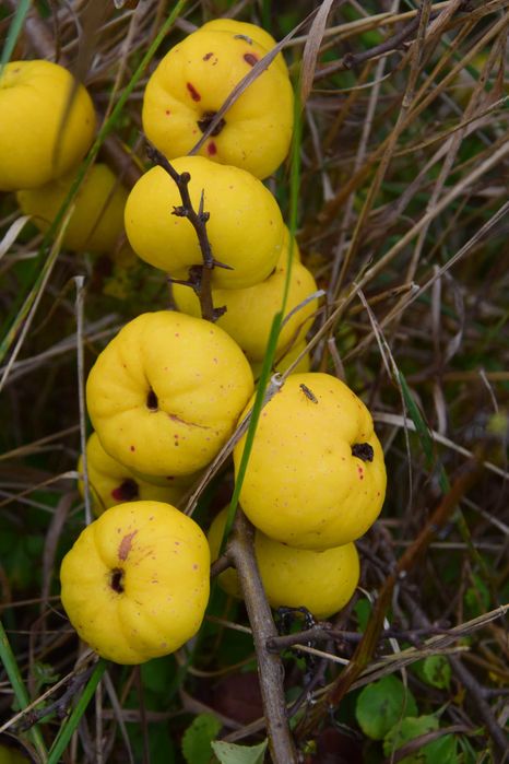 Pigwowiec japoński - owoce certyfikowane EKOGWARANCJA