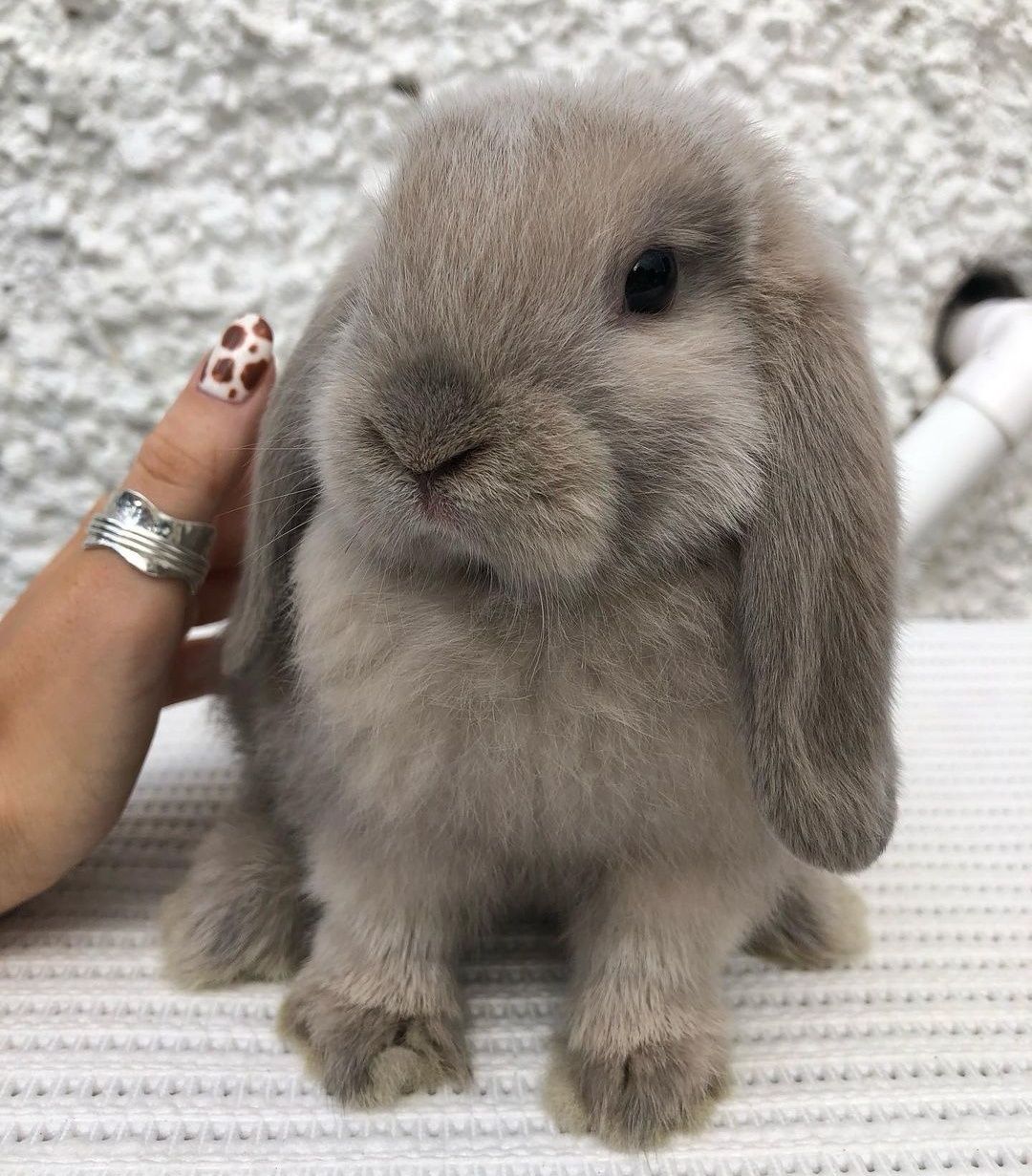 KIT Coelhos anões orelhudos, mini lop desparasitados