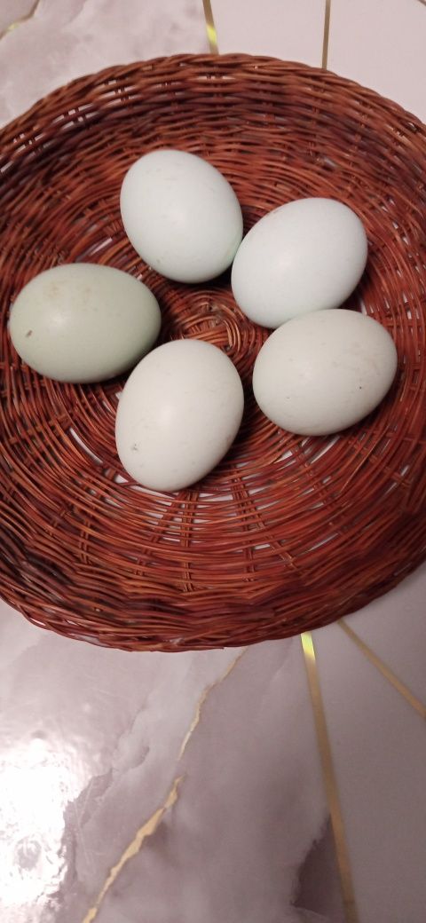 Інкубаційне яйце Амераукана