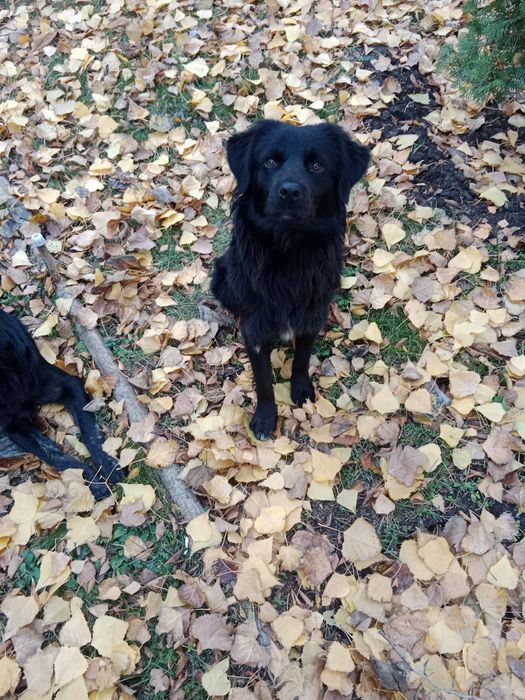 Братья-близнецы ищут дом, и надежного хозяина.