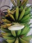 Bananeiras Originárias da Madeira