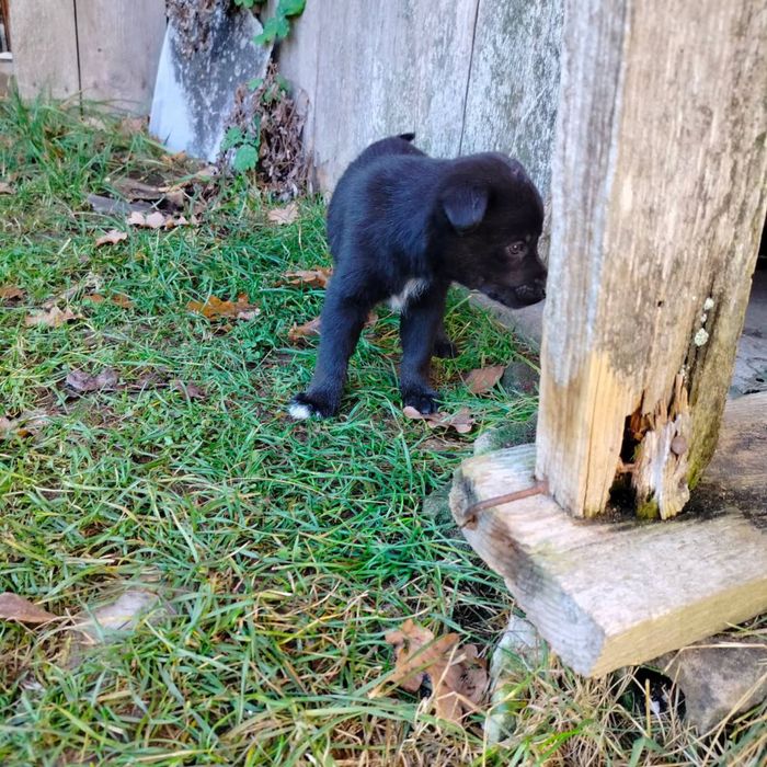 Pieski do oddania za darmo.