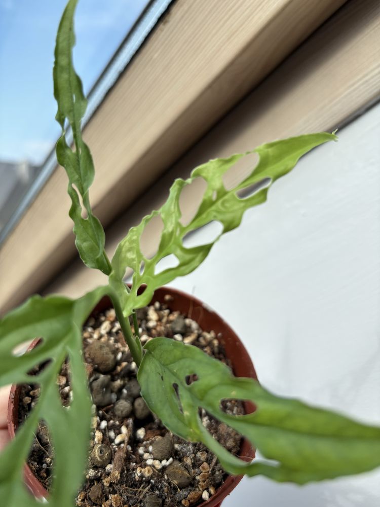 Monstera Obliqua Peru MO4