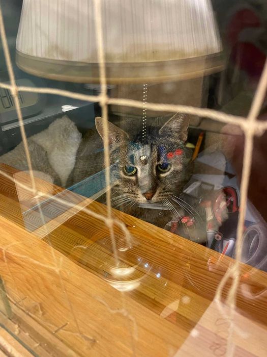 Nieśmiały kotek Rysiu do adopcji