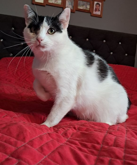 Dora cudowna kotka szuka swojego domu