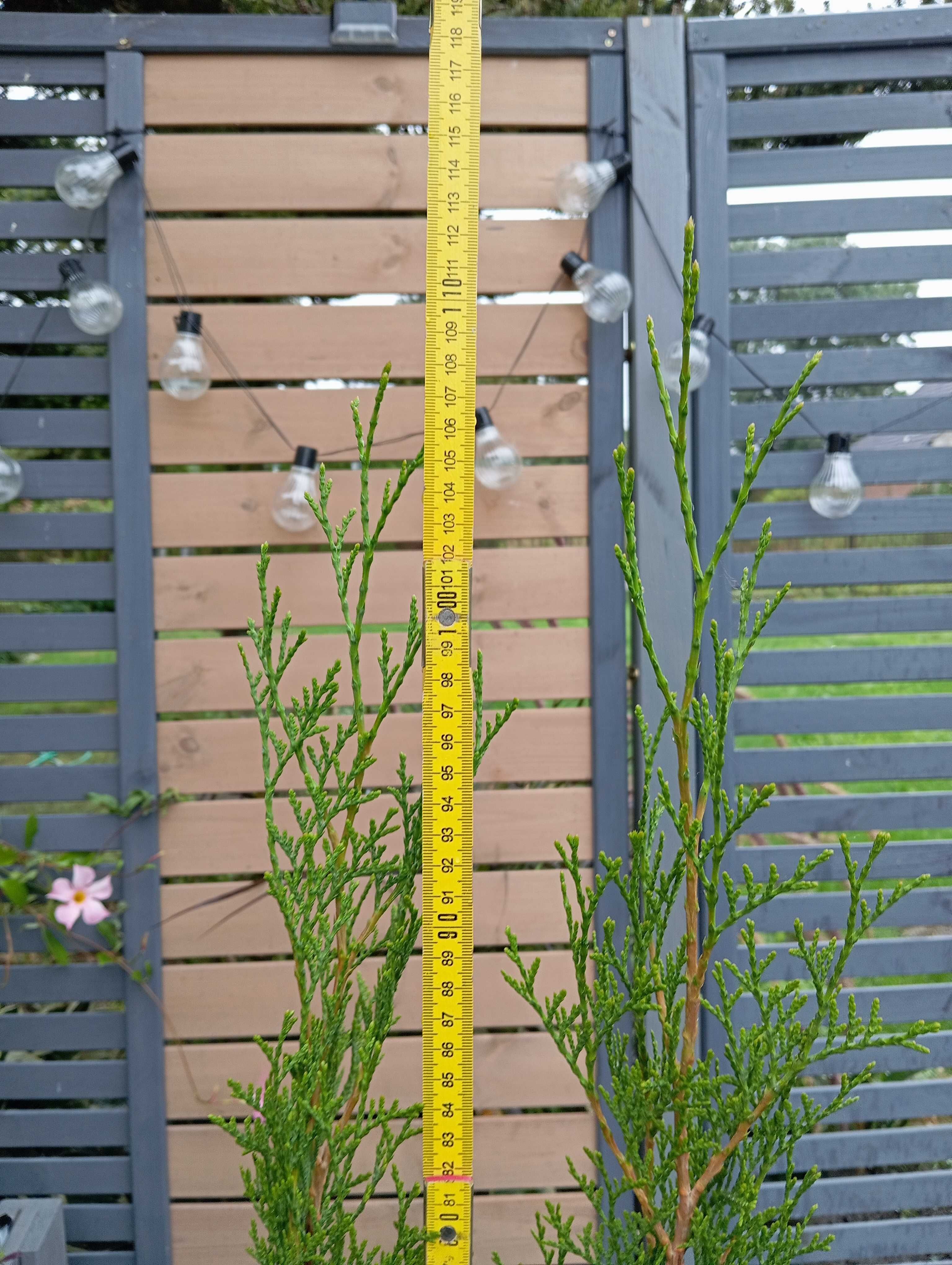 Tuja Thuja Szmaragd 70-80 cm doniczka wysyłka