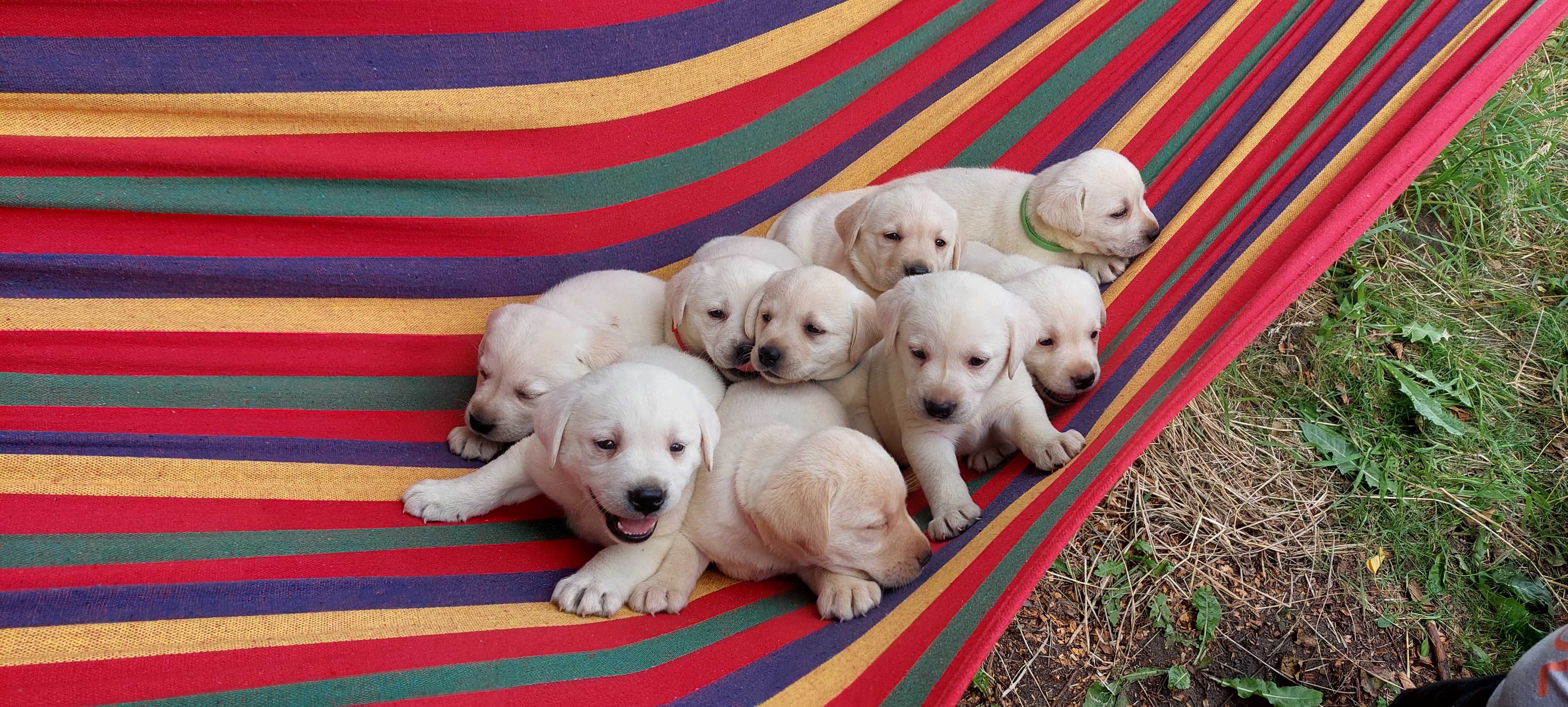 Labrador retriever czarne biszkoptowe Labradory Rasowe