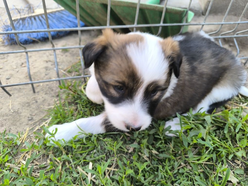 Border collie mix
