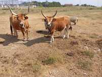 Vaca e vitelo raça Barrosã